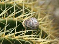 Schnecke auf Kaktusstacheln - Kaktuspark Ravino